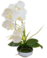 L'Orchidée Artificielle 50 cm blanche en pot présente plusieurs fleurs blanches et feuilles vertes, dans un pot blanc rempli de mousse sur un fond uni.