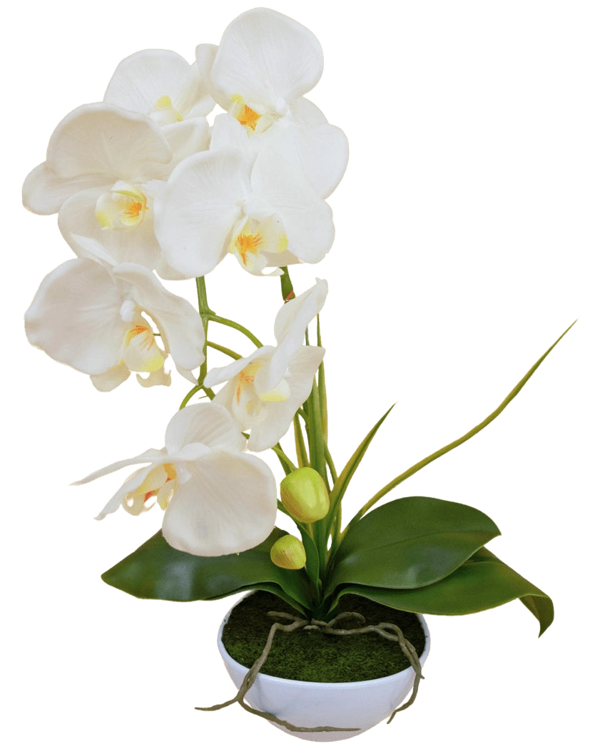 L'Orchidée Artificielle 50 cm blanche en pot présente plusieurs fleurs blanches et feuilles vertes, dans un pot blanc rempli de mousse sur un fond uni.