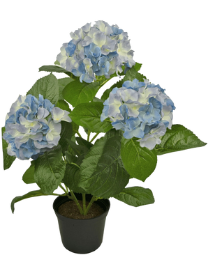 L'Hortensia Artificiel Bleu UV 35 cm possède trois grandes grappes de fleurs bleu clair et blanches avec des feuilles vertes luxuriantes, disposées dans un pot sur un fond blanc uni.