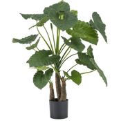 Alocasia artificiels