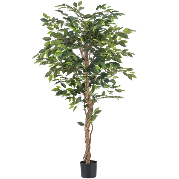 Ficus artificiel