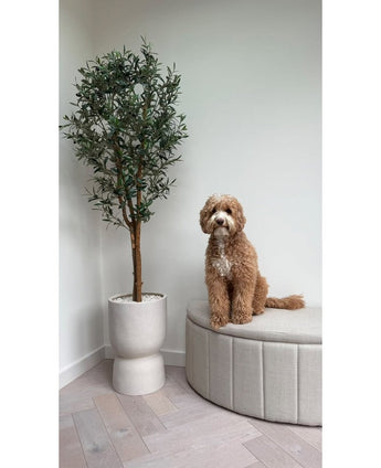 Un chien moelleux de couleur marron clair est assis sur un canapé rembourré beige à côté de l'olivier artificiel UV 180 cm aux feuilles vertes, contre un mur blanc et un parquet en bois clair.