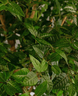 Gros plan de feuilles vertes luxuriantes sur le pommier artificiel de 240 cm, avec des nervures et des tiges visibles, créant un fond dense et naturel. La lumière met en valeur la texture et la couleur vibrante du feuillage, faisant de cet arbre artificiel un ajout saisissant à n'importe quelle pièce.
