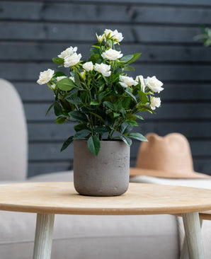 Sur une table en bois clair se trouve une rose de patio artificielle de 35 cm de couleur crème UV avec des fleurs blanches. En arrière-plan se trouvent un mur gris, une chaise beige et un chapeau marron clair.