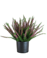 La Plante Artificielle Erica 33 cm est une plante artificielle dressée dans un pot noir, avec des feuilles vertes touffues et de nombreuses longues tiges décorées de petites fleurs violettes et roses qui s'étalent vers l'extérieur.