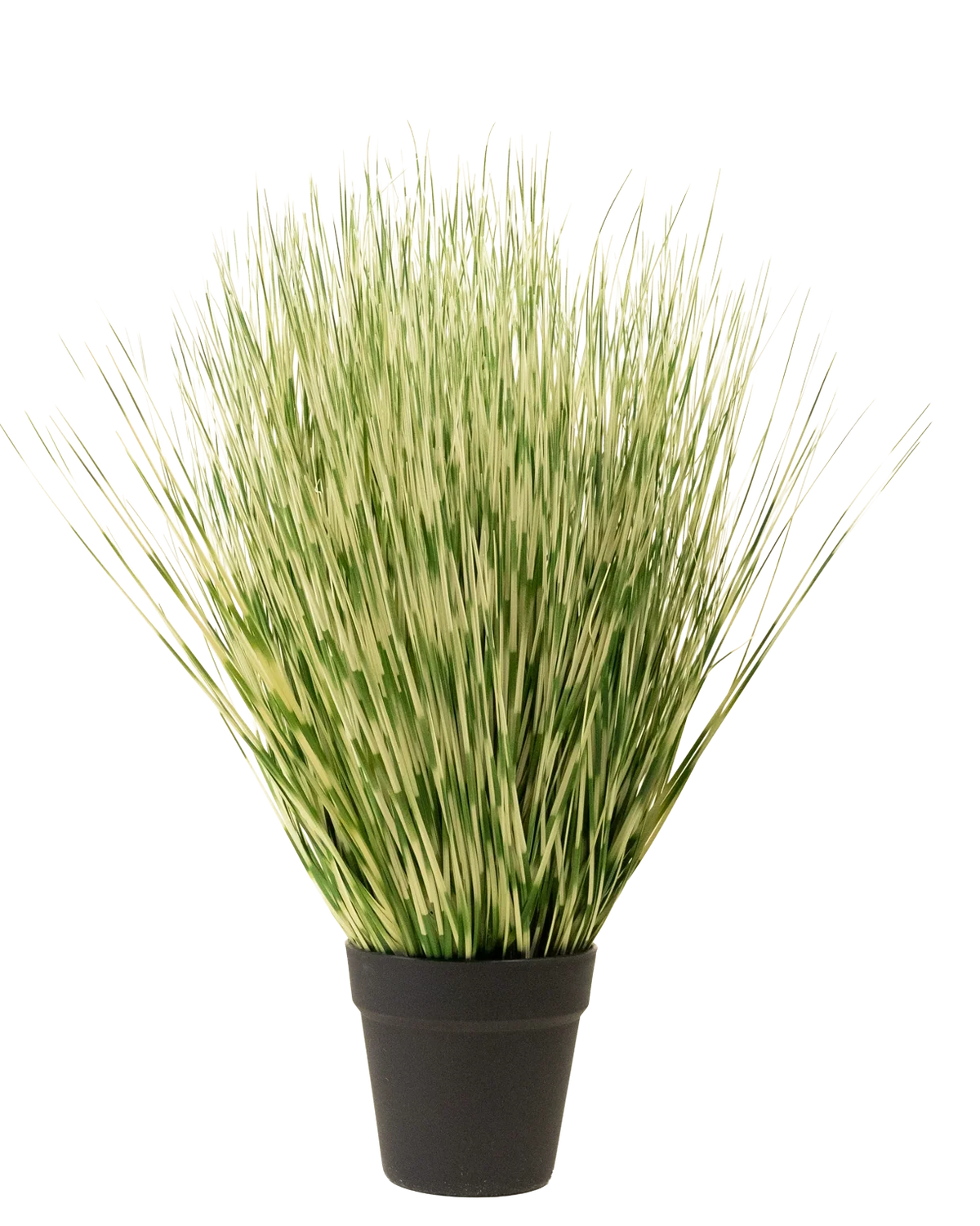 Le gazon artificiel Zebra 55 cm a de longues et fines feuilles panachées de vert et de blanc ressemblant à de l'herbe dans un simple pot noir, sur un fond blanc uni.