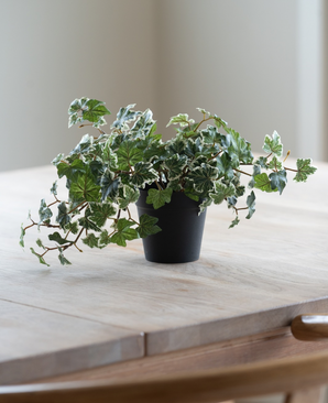 Le Lierre artificiel Deluxe vert-blanc dans un pot de 22 cm (UV), avec des feuilles vertes et blanches luxuriantes, se dresse sur une table en bois clair, tandis qu'une douce lumière naturelle brille depuis la gauche.