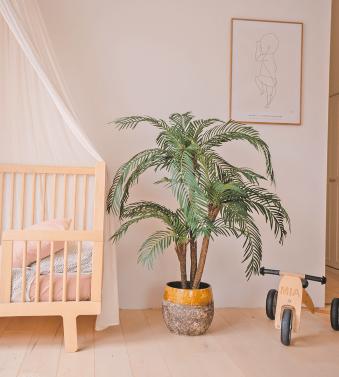 Cycas Palmetto Classic 135 cm
