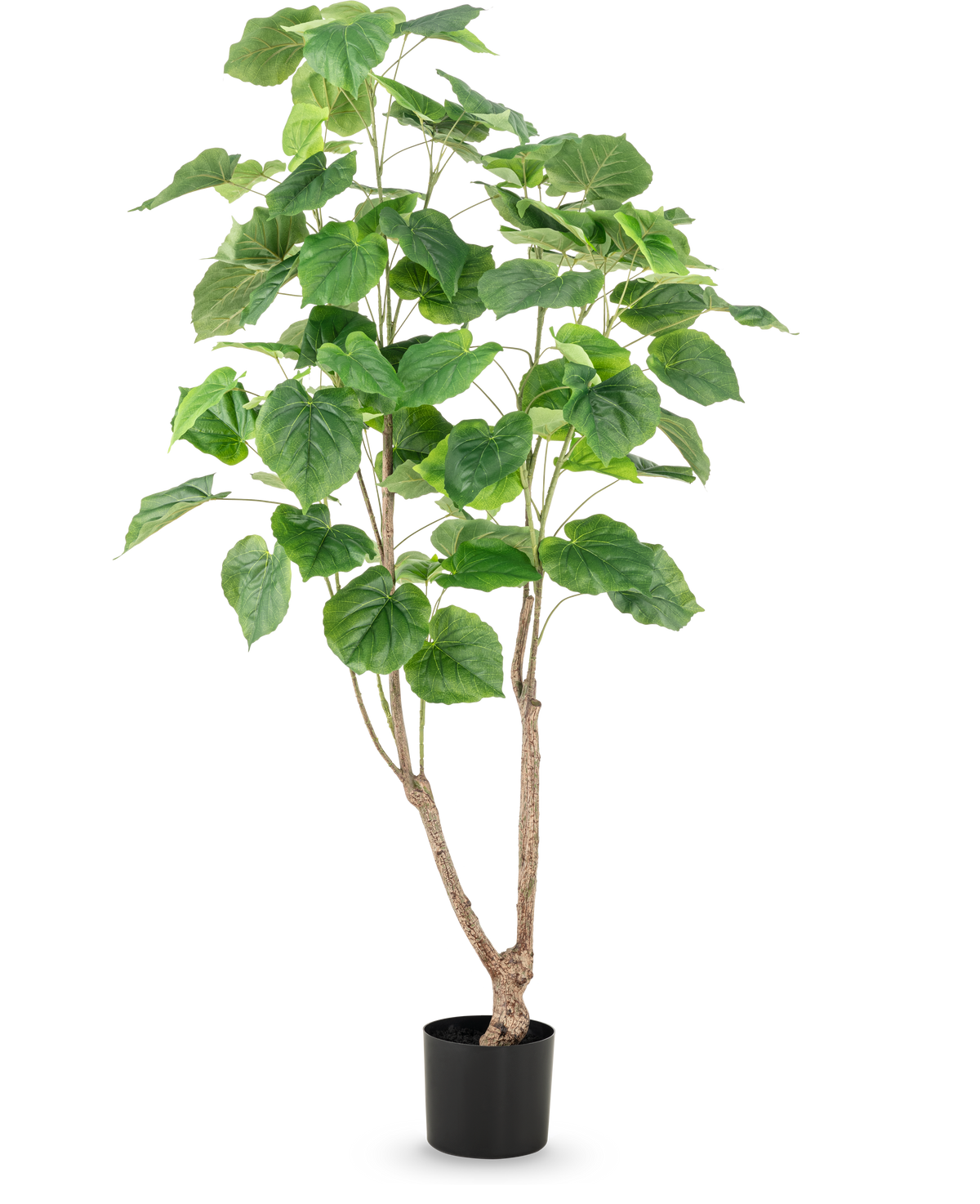 La plante artificielle Ficus 150 cm possède de multiples tiges fines brunes et de grandes feuilles vertes larges, présentées dans un pot haut sur un fond blanc uni.
