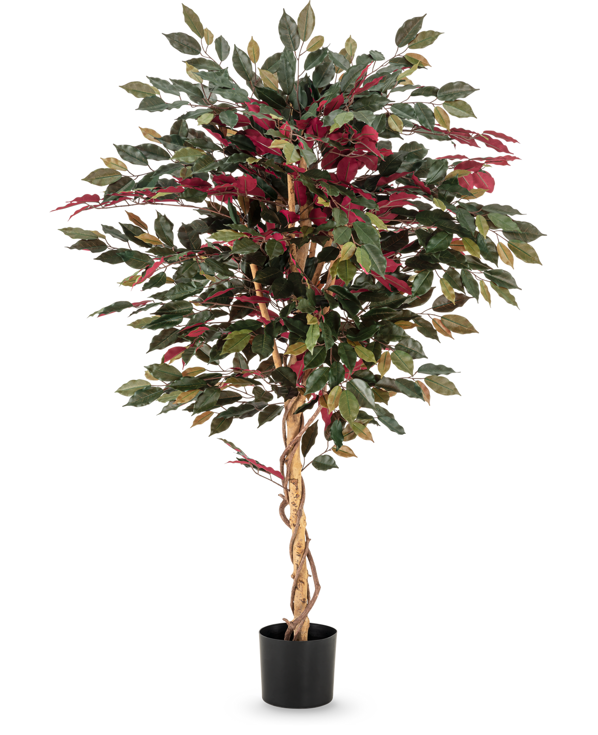 La plante artificielle Ficus vert/rouge 150 cm a un tronc torsadé marron clair, des feuilles vertes et bordeaux et est livrée dans un pot noir - idéale comme plante d'intérieur frappante sur un fond blanc.