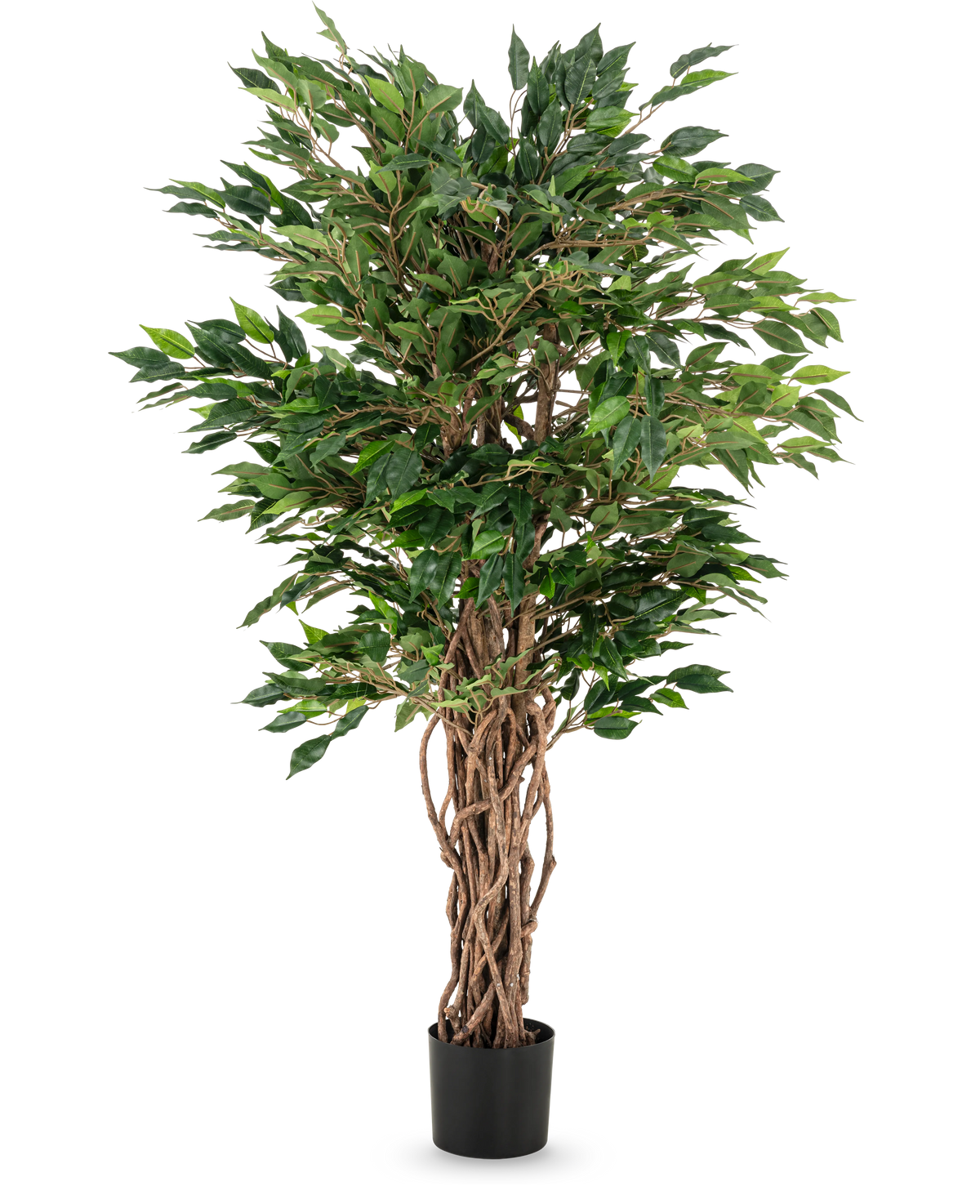La plante artificielle Ficus Liana 120 cm a des troncs bruns tressés et des feuilles vertes luxuriantes dans un pot noir, ce qui en fait un choix élégant pour toute collection de ficus ou exposition de plantes de bureau.