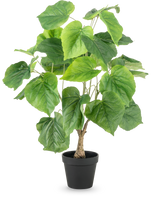 La plante artificielle Ficus 60 cm possède de grandes feuilles vertes en forme de cœur et une tige structurée dans un simple pot en plastique noir, sur fond blanc.