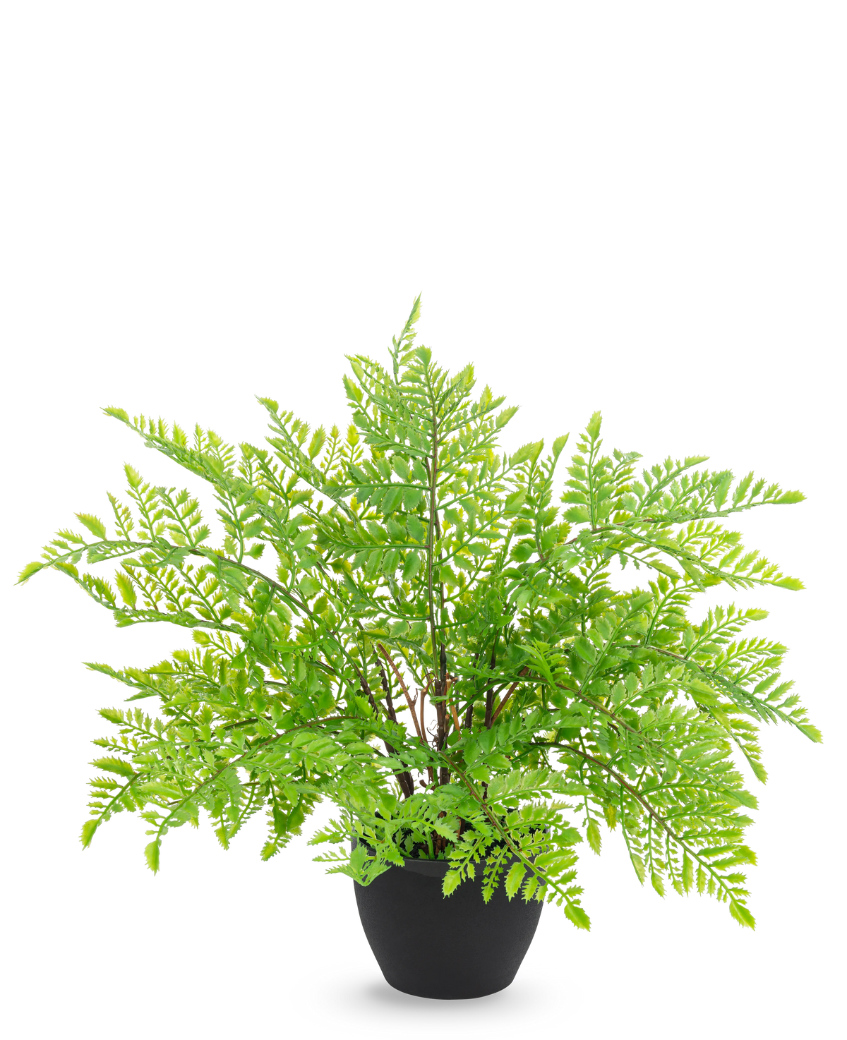 La fougère artificielle de 35 cm en pot décoratif noir présente des feuilles de fougère réalistes d'un vert clair comme une plume dans un pot décoratif noir élégant, sur un fond blanc élégant.