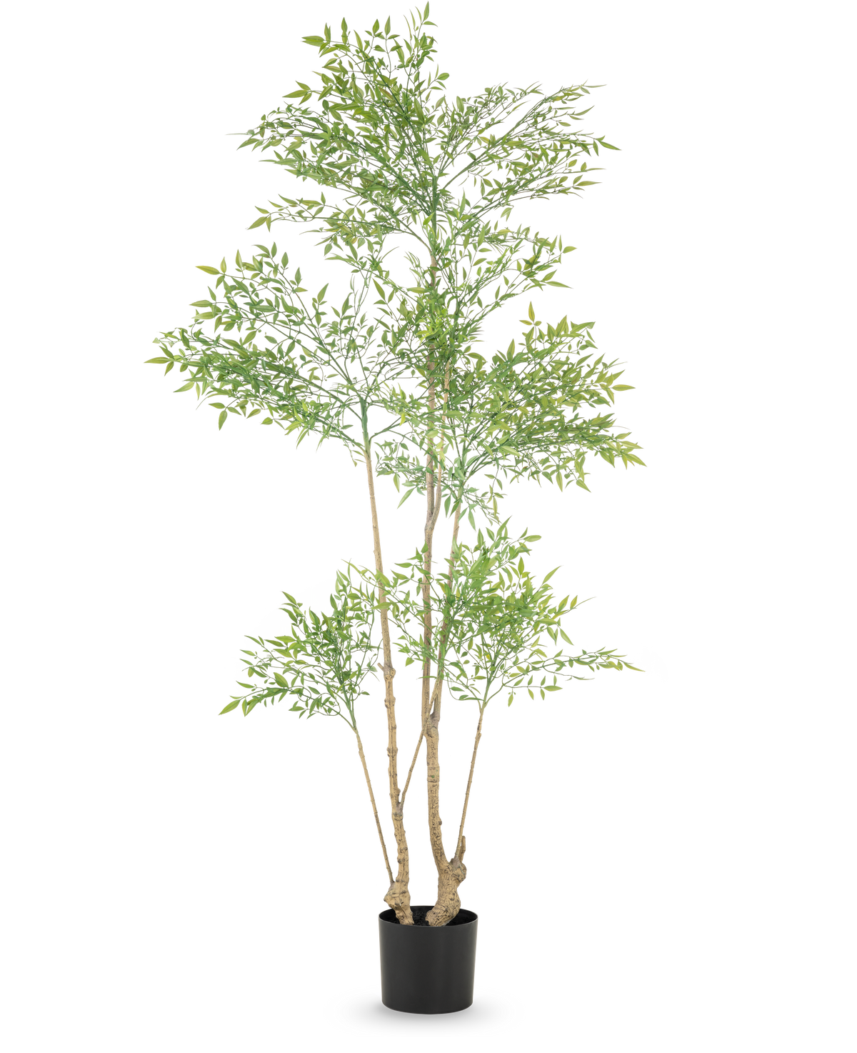 La Plante Artificielle Ruscus 180 cm est une grande plante artificielle aux multiples troncs élancés et aux petites feuilles vertes abondantes, présentée dans un simple pot noir sur fond blanc.