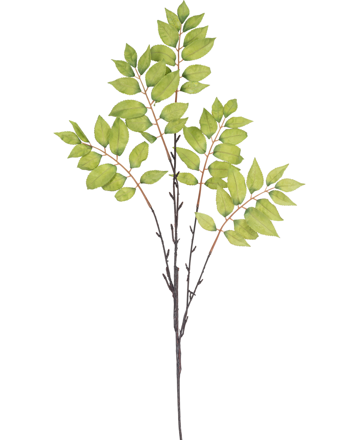 Illustration à l'aquarelle d'une fougère artificielle ramifiée de 83 cm verte, avec une fine branche brune avec trois tiges et des grappes de feuilles vertes vibrantes sur fond blanc.