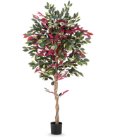Une plante artificielle ignifuge Ficus vert/rouge mesurant 180 cm, avec un tronc torsadé et des feuilles vert-rouge dans un pot noir, se dresse sur un fond blanc lisse.