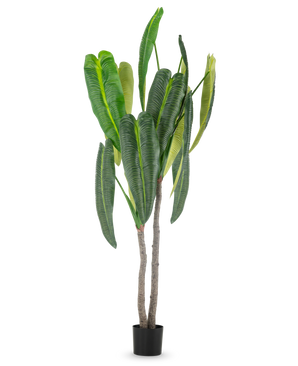 La plante artificielle Anthurium 210 cm a de hautes feuilles vertes luxuriantes et deux tiges brunes dans un petit pot noir, sur un fond blanc simple.