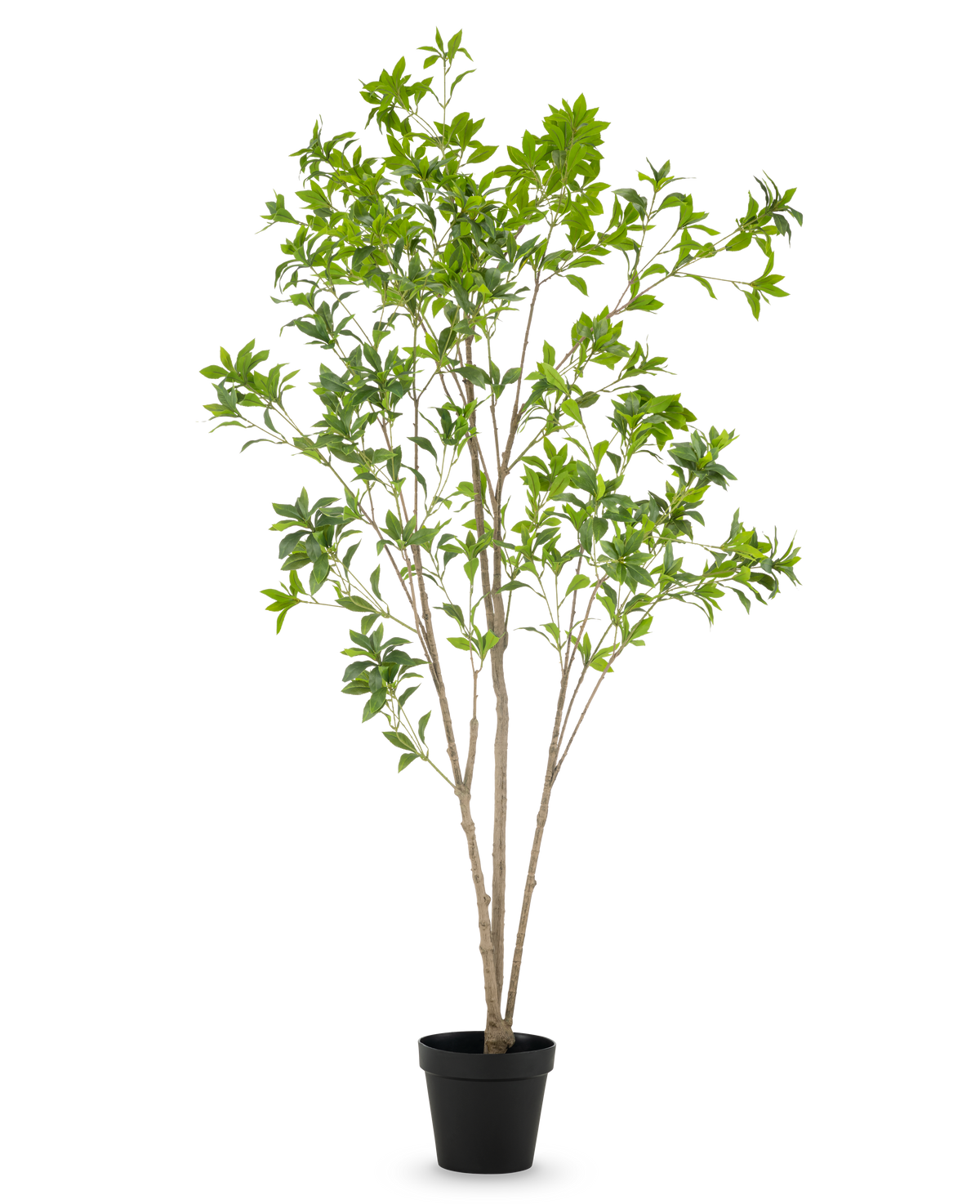 La plante artificielle Pieris Japonica 210 cm possède de multiples tiges fines brunes et d'abondantes feuilles vertes, présentées dans un pot haut sur un fond blanc uni.