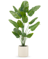 La plante artificielle Strelitzia Real Touch 180 cm est livrée prête à l'emploi dans un pot beige, avec des tiges hautes et dressées avec de grandes feuilles vertes brillantes sur un fond blanc uni.