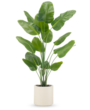 La plante artificielle Strelitzia Real Touch 180 cm est livrée prête à l'emploi dans un pot beige, avec des tiges hautes et dressées avec de grandes feuilles vertes brillantes sur un fond blanc uni.