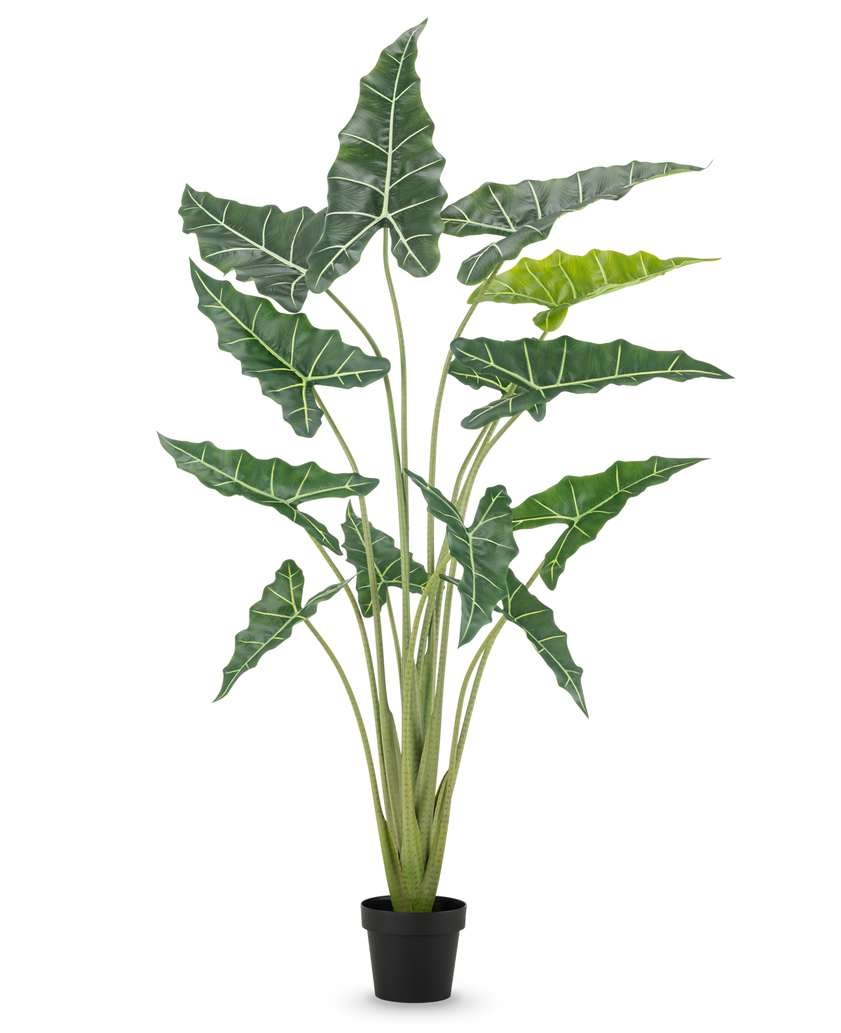 La Plante Artificielle Alocasia 160 cm est une plante artificielle en pot avec de longues tiges dressées et de grandes feuilles vert foncé avec des nervures blanches frappantes, sur un fond blanc uni.