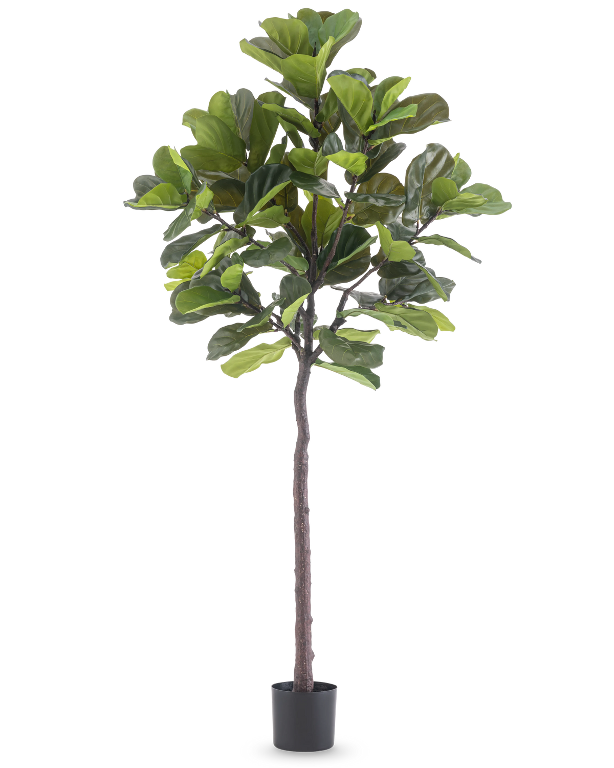 La Plante Artificielle Ficus Tobacco Plant Deluxe 215 cm est une grande figue artificielle avec de grandes feuilles vertes et un tronc brun élancé, dans un simple pot noir sur un fond blanc uni.
