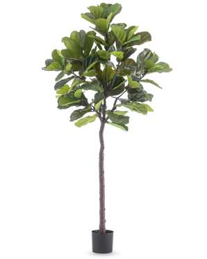 La Plante Artificielle Ficus Tobacco Plant Deluxe 215 cm est une grande figue artificielle avec de grandes feuilles vertes et un tronc brun élancé, dans un simple pot noir sur un fond blanc uni.