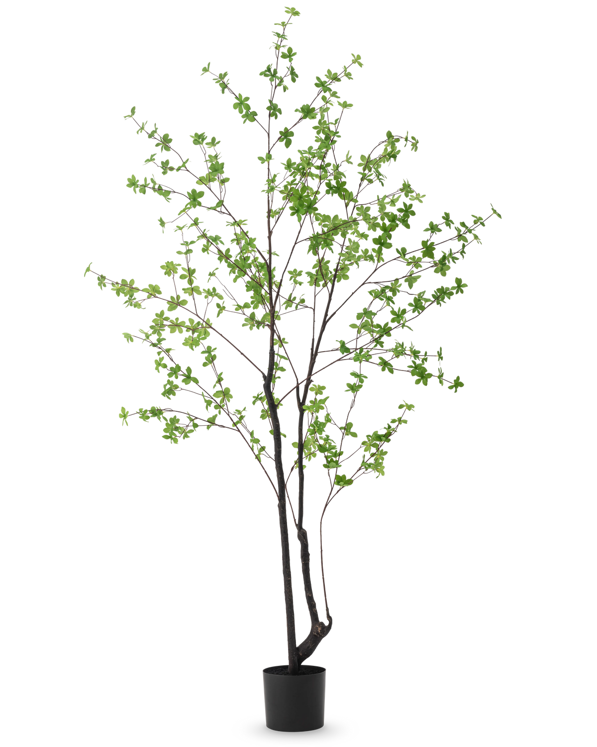 La plante artificielle Enkianthus 210 cm présente un design haut et élancé avec des tiges et des branches sombres décorées de petites feuilles vert clair, sur un fond blanc uni.