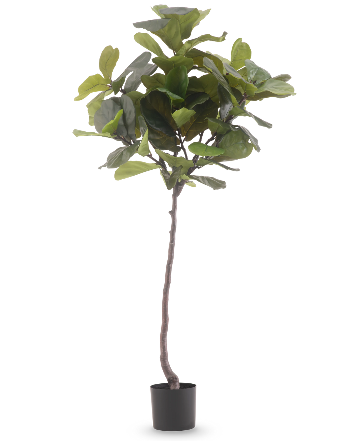 La Plante Artificielle Ficus Tobacco Plant Deluxe 180 cm est une plante artificielle haute avec de grandes feuilles vertes brillantes et un tronc brun élancé, sur un fond blanc uni.