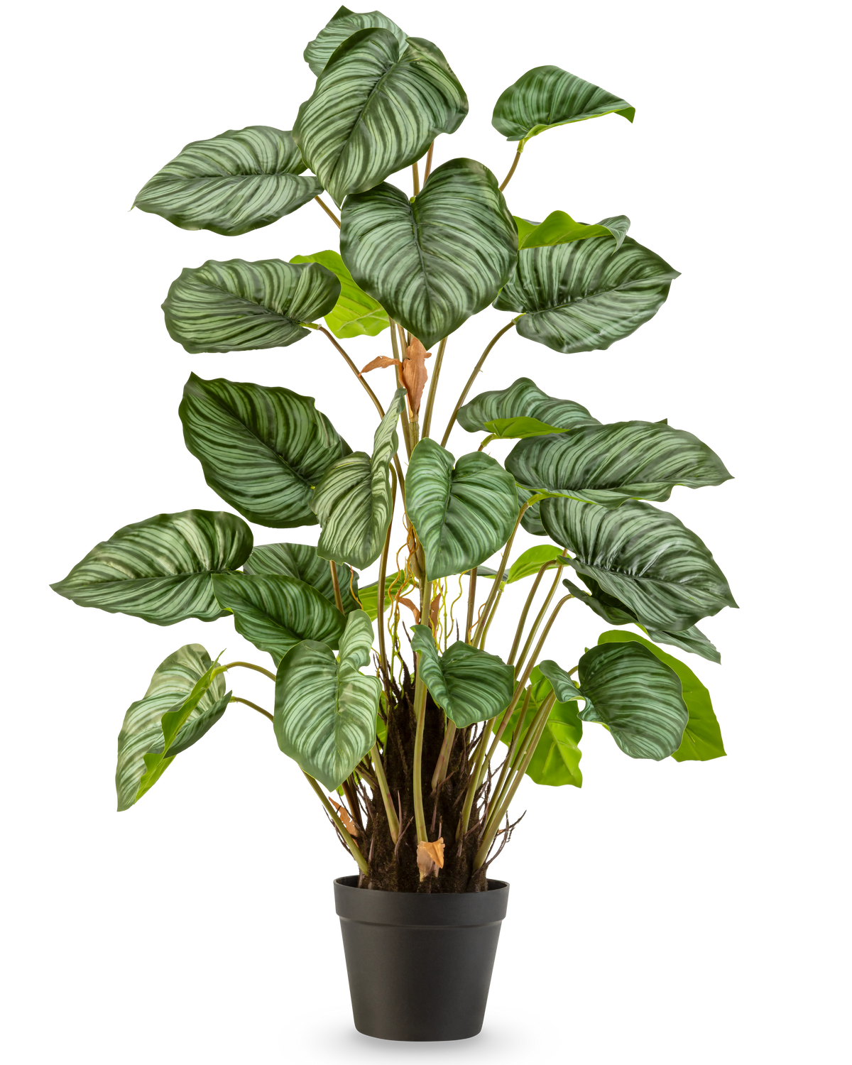 La Feuille de Pommier Artificielle 90 cm est une plante en pot avec de grandes feuilles vertes ovales accentuées par des rayures vert clair et blanches, sur un fond blanc uni.