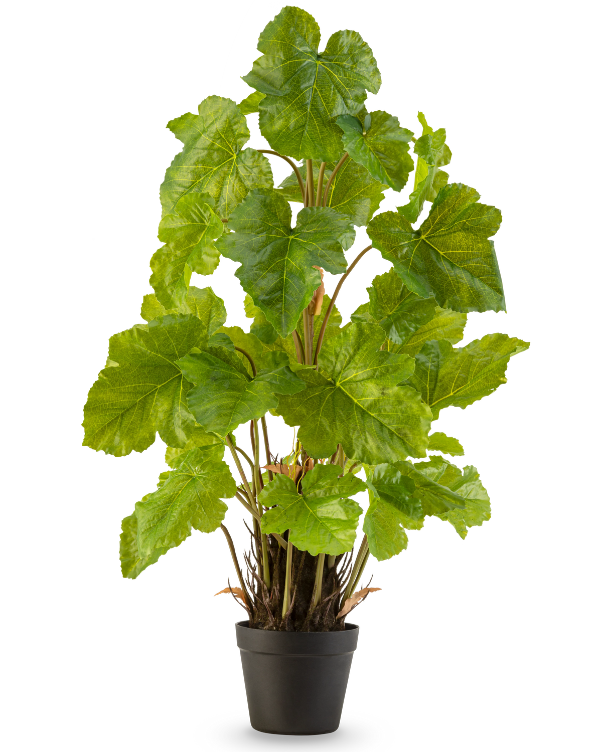 La plante artificielle Melon Leaf 90 cm est une grande plante artificielle avec de larges feuilles vertes brillantes et plusieurs tiges dressées, qui se dresse dans un simple pot noir sur un fond blanc uni.