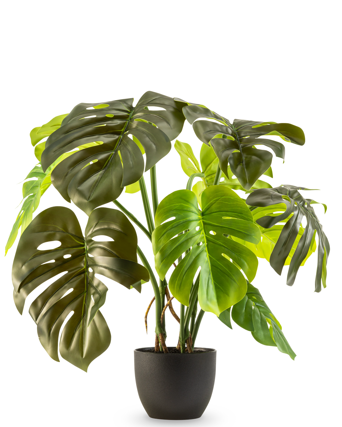 Le Monstera artificiel de 50 cm présente de grandes feuilles vertes brillantes avec des fissures et des trous naturels, présentées dans un pot sur un fond blanc uni.