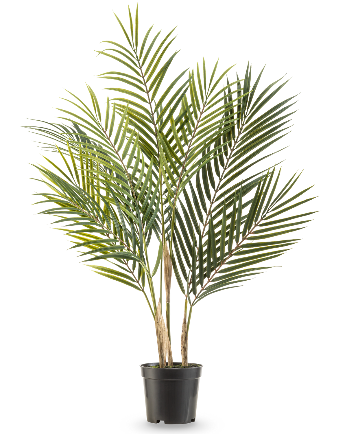 Le palmier artificiel Chamaedorea 71 cm a de longues feuilles vertes minces et de multiples troncs, ce qui lui donne l'apparence d'un grand palmier dans un pot sur un fond blanc.