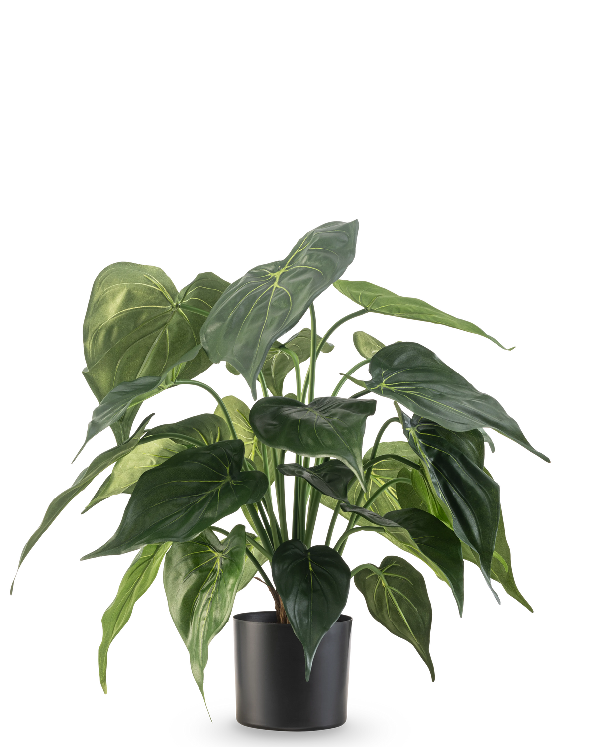 La plante artificielle Alocasia UV 51 cm possède de grandes feuilles brillantes en forme de cœur et est placée dans un élégant récipient noir sur un fond blanc uni.