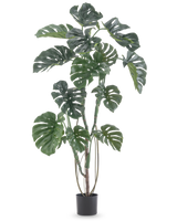 La Plante Artificielle Monstera 150 cm est une grande plante artificielle avec de grandes feuilles vertes fendues dans un simple pot noir, sur un fond blanc uni.