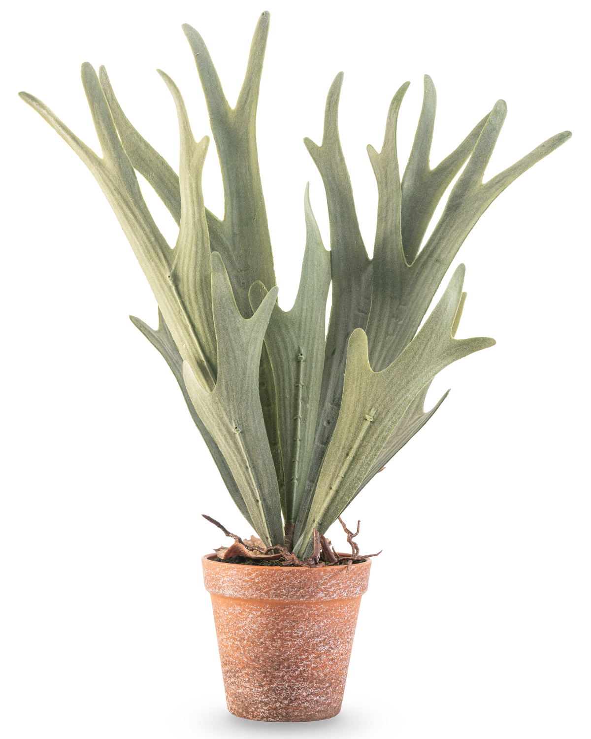 La fougère artificielle Staghorn 43 cm a des feuilles vertes réalistes en forme de bois dans un petit pot en terre cuite sur fond blanc.