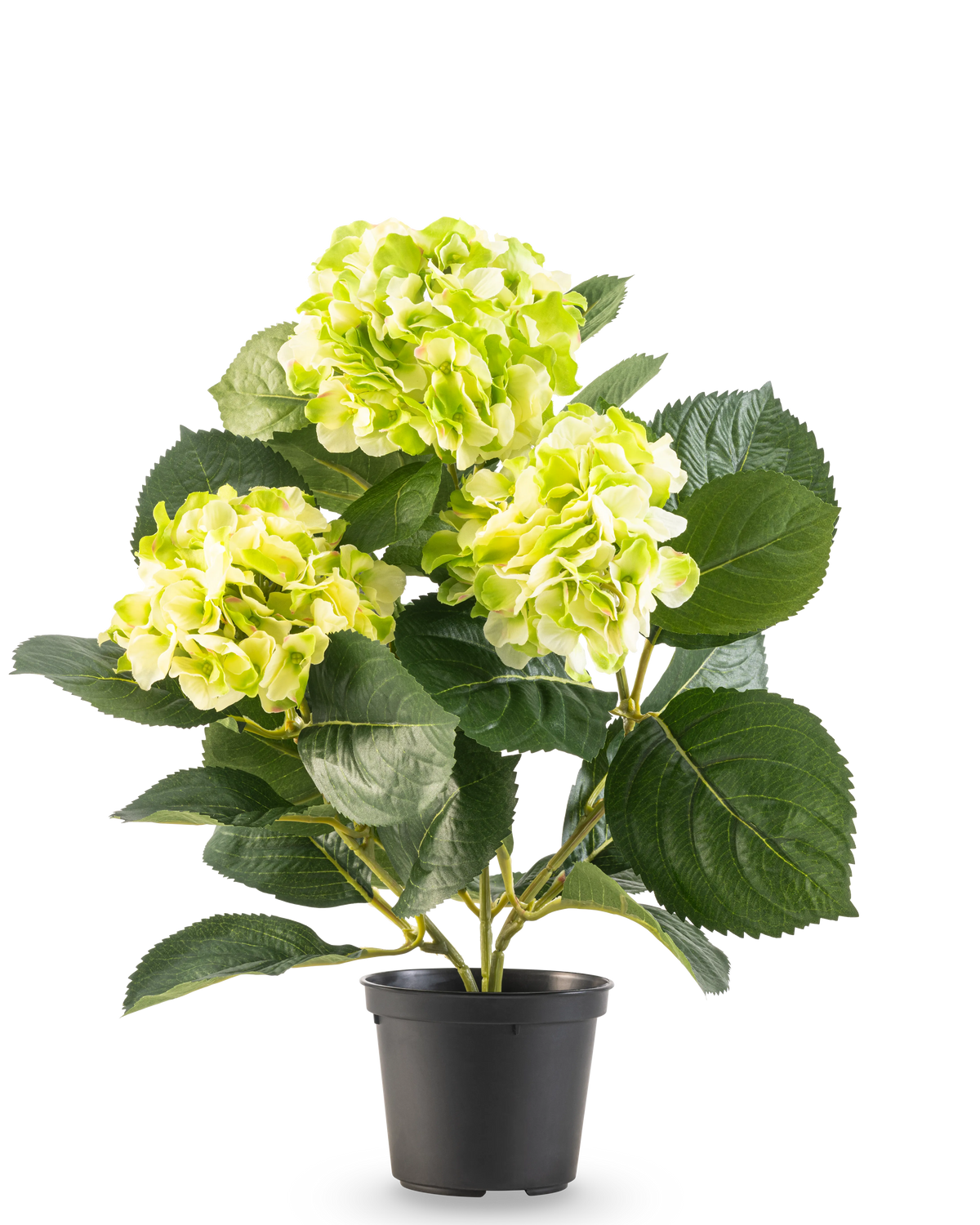 L'Hortensia Artificiel Vert UV 35 cm présente trois bouquets de fleurs jaune-vert clair et de grandes feuilles vert foncé, le tout dans un pot sur fond blanc.