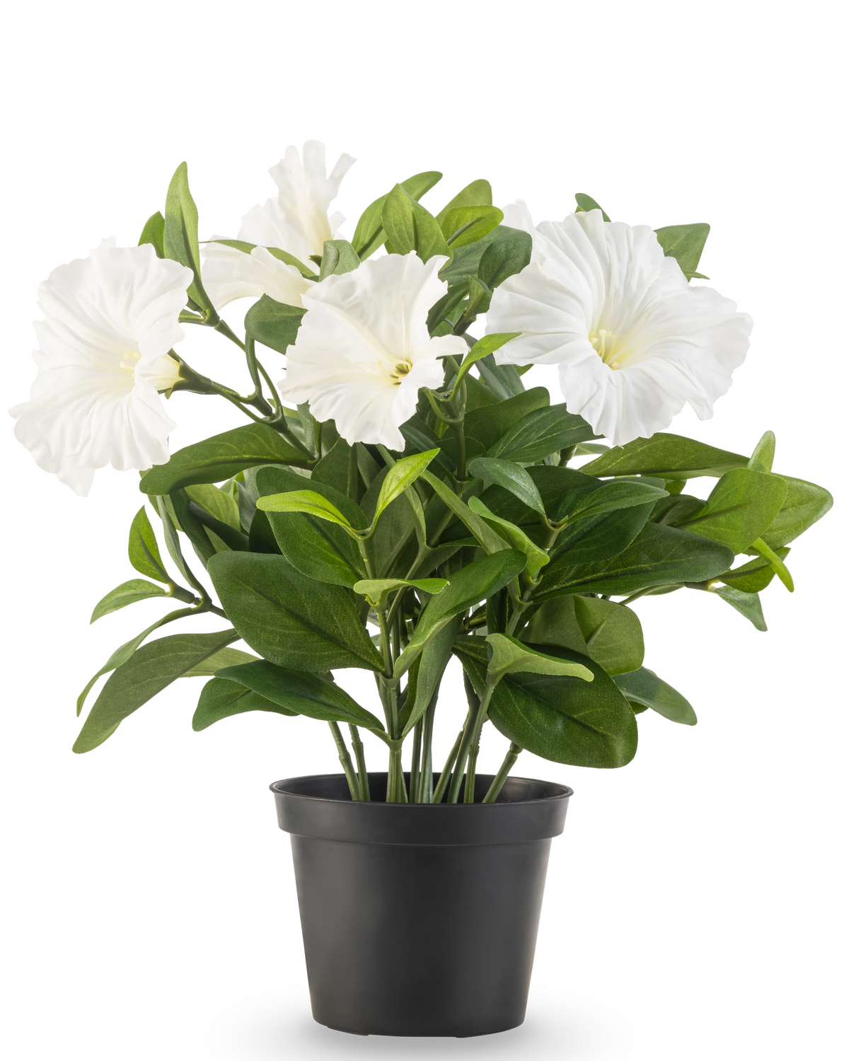 Une plante de pétunia artificielle UV de 25 cm de haut dans un pot en plastique noir a des feuilles vertes luxuriantes et plusieurs grandes fleurs blanches en forme de trompette, sur un fond blanc uni.