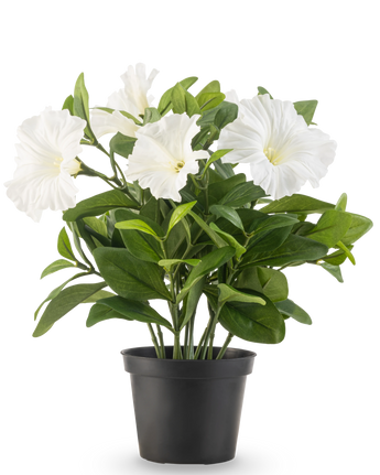 La plante de pétunia artificielle UV de 25 cm de haut a de grandes fleurs blanches en forme de trompette et des feuilles vertes luxuriantes dans un pot en plastique noir, sur un fond blanc uni.