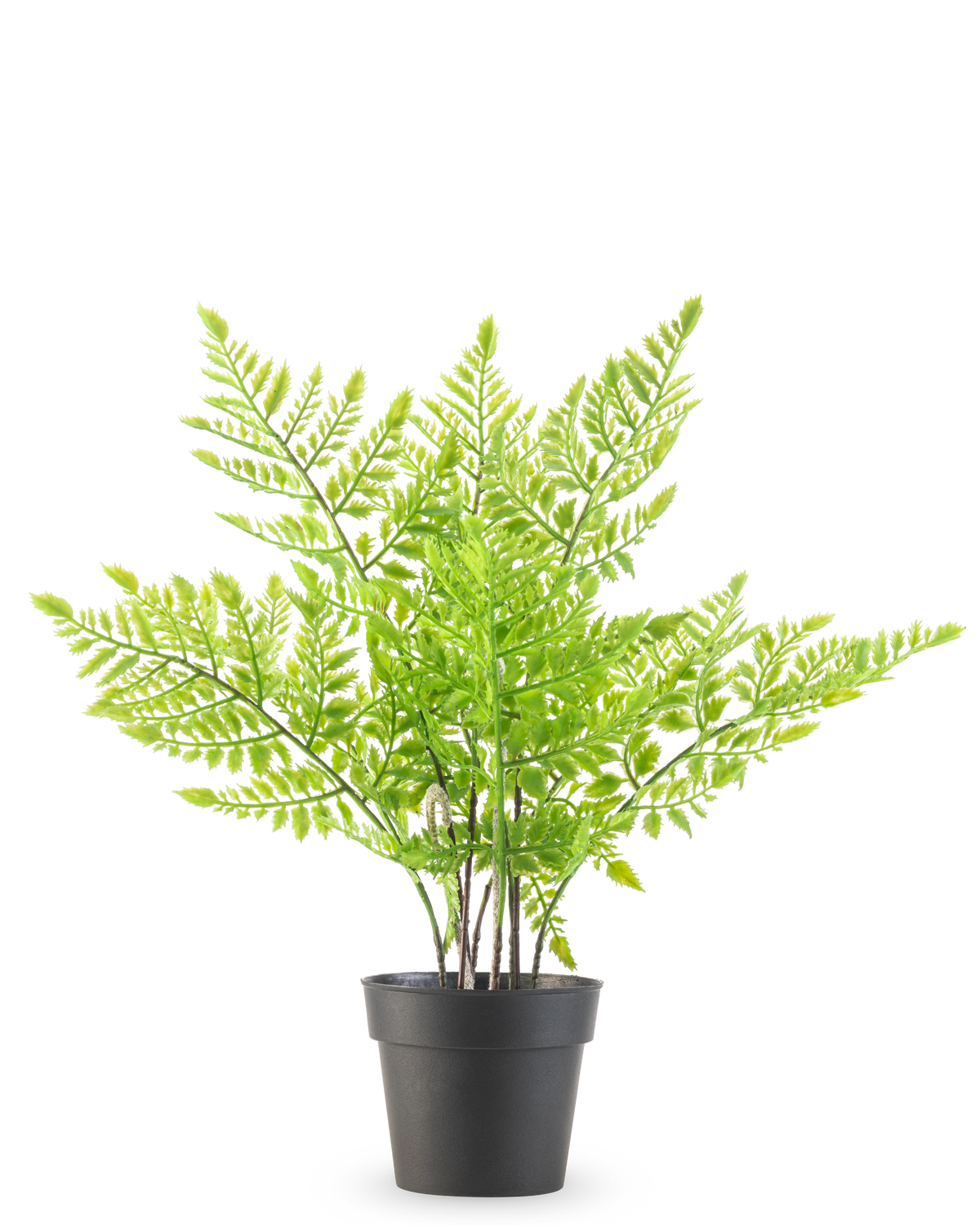 La Fougère Plante Artificielle 35 cm est une fougère verte artificielle avec des feuilles délicates ressemblant à des plumes dans un simple pot en plastique noir, sur un fond blanc uni.