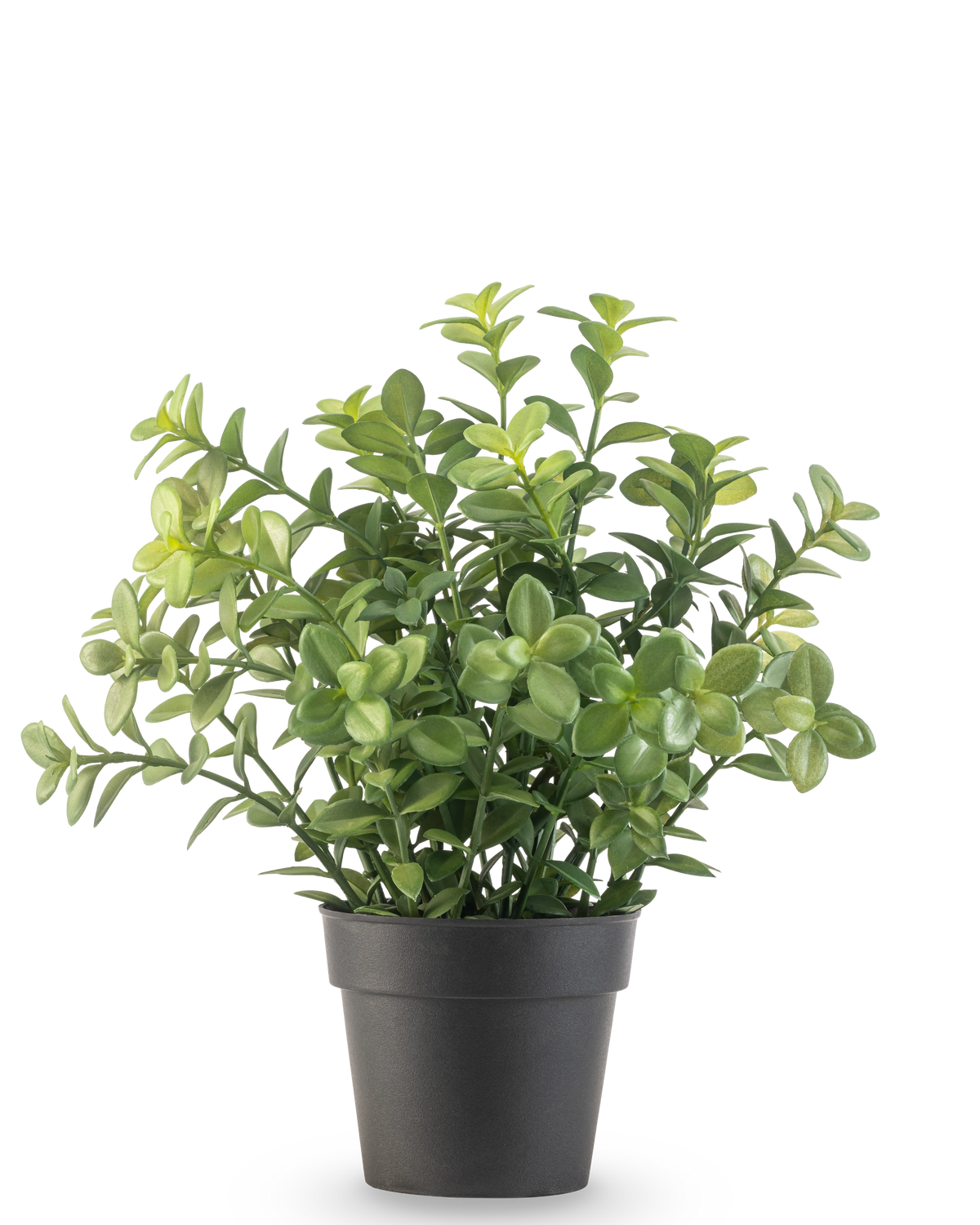 La Plante Artificielle Eucalyptus 27 cm possède des feuilles vertes denses dans un simple pot gris foncé, sur un fond uni blanc.