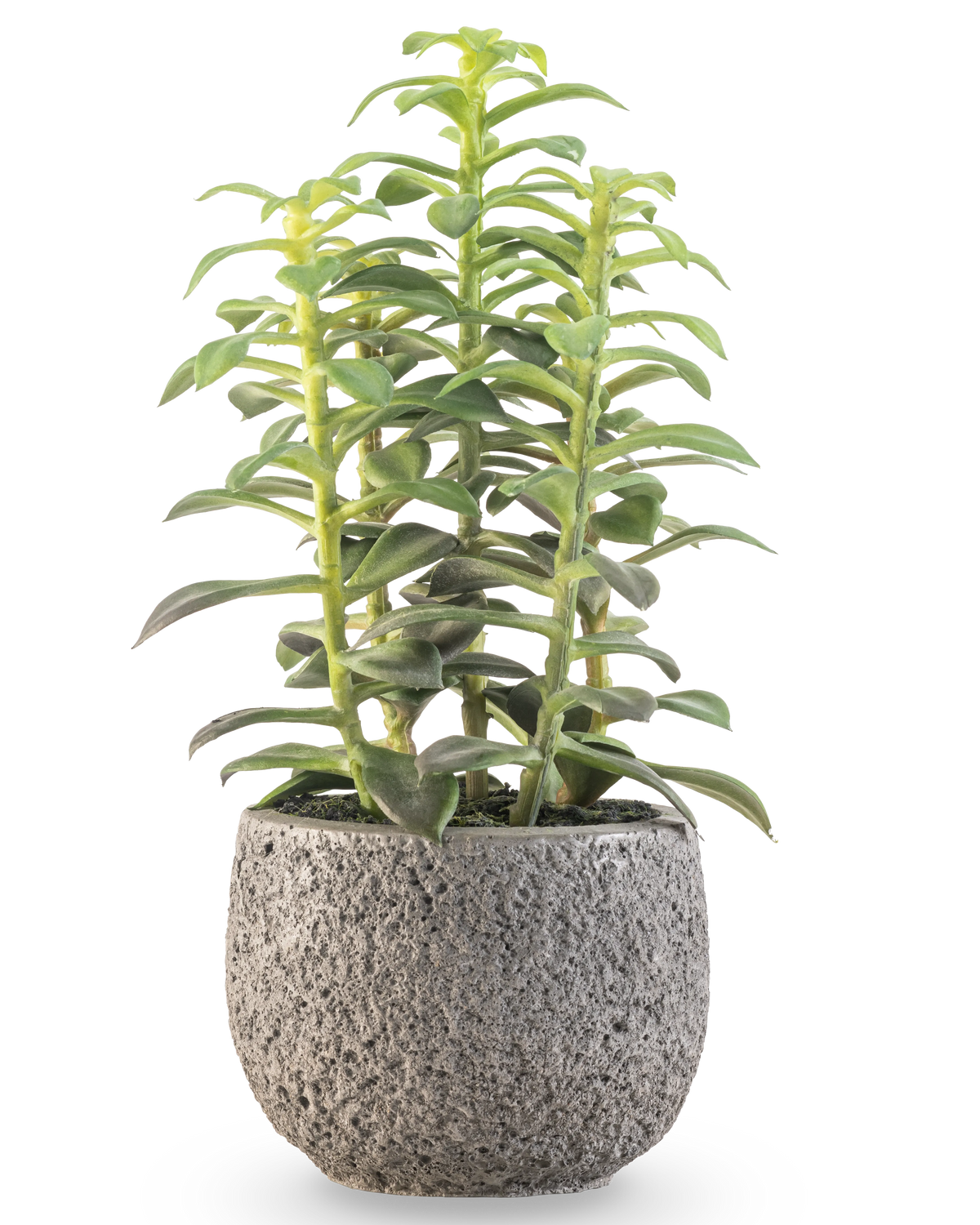 La plante succulente artificielle en pot décoratif de 25 cm a des tiges succulentes vertes dressées dans un pot gris avec structure, présentées sur un fond blanc.