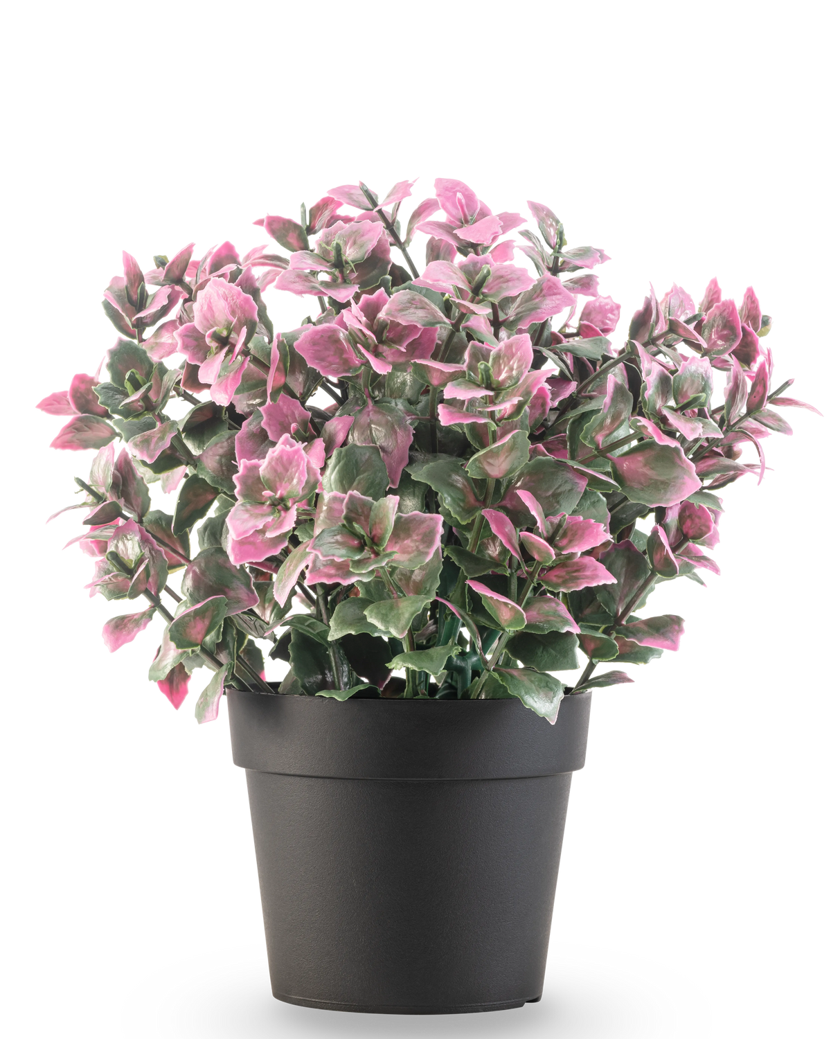 La Plante artificielle Eucalyptus violet en pot UV 22 cm présente des feuilles d'eucalyptus violettes dans un pot sombre, sur un fond uni blanc.
