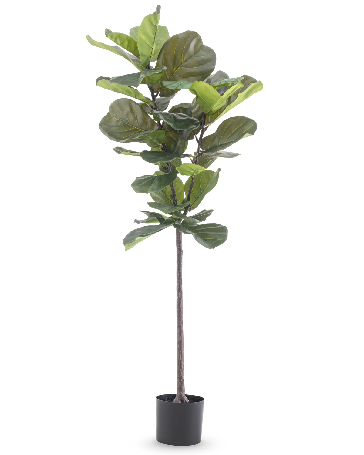 La plante artificielle Ficus Tobacco Plant Deluxe 155 cm a de larges feuilles vertes et est présentée dans un pot noir, représenté sur un fond blanc uni.
