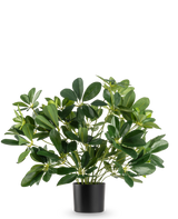 La plante artificielle Baby Schefflera UV 45 cm possède de larges feuilles brillantes et se présente dans un simple pot noir, sur un fond blanc uni.