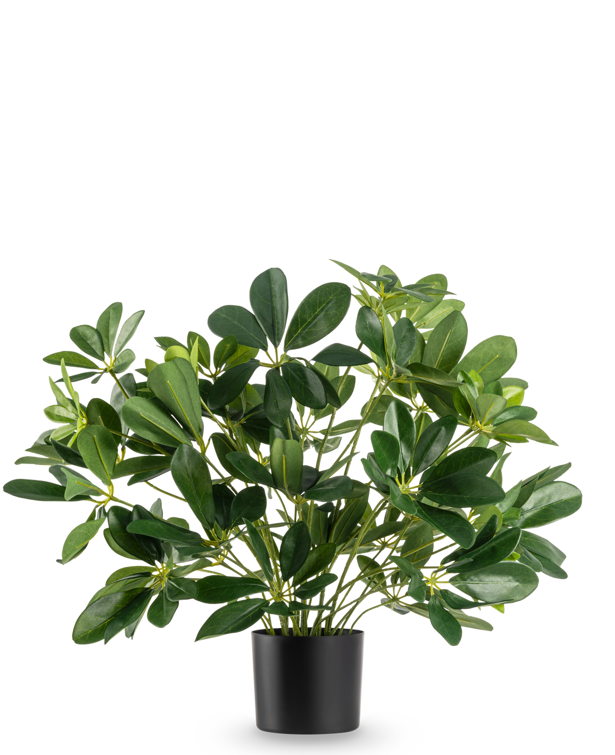 La plante artificielle Baby Schefflera UV 45 cm possède de larges feuilles brillantes et se présente dans un simple pot noir, sur un fond blanc uni.