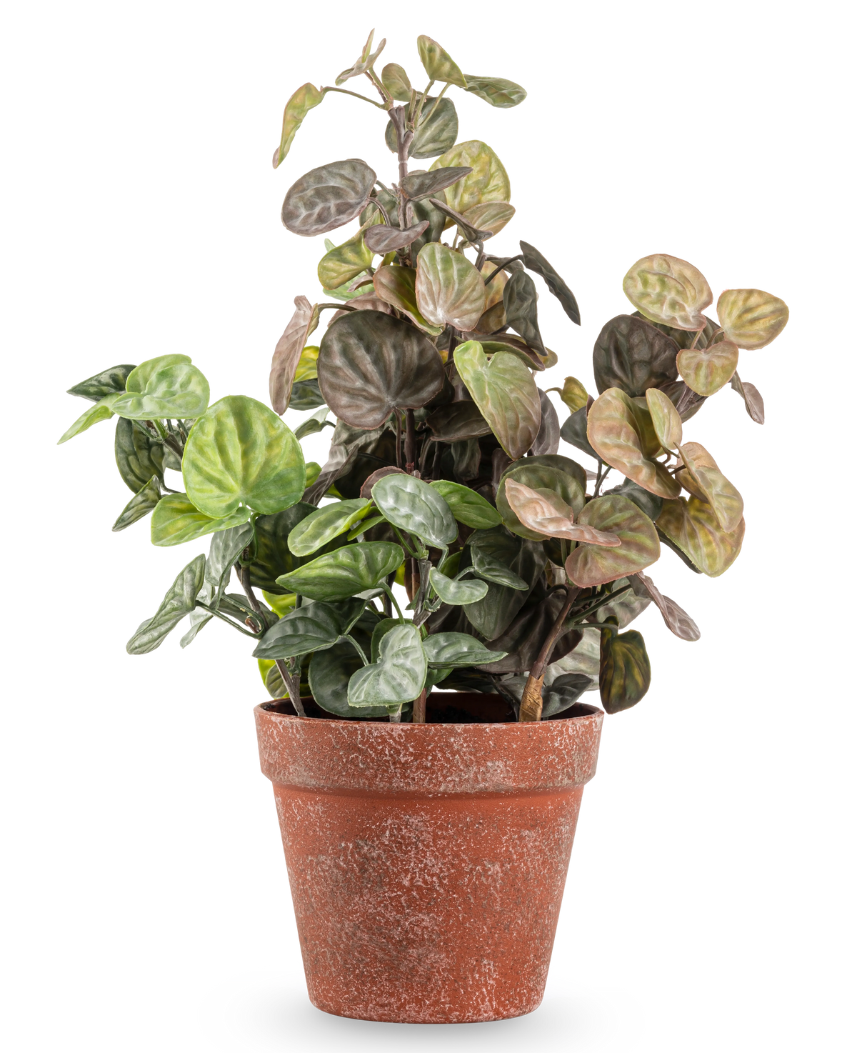 La plante artificielle Peperomia de 35 cm présente des feuilles rondes teintées de vert et de violet dans un pot en terre cuite patinée, sur un fond blanc uni.