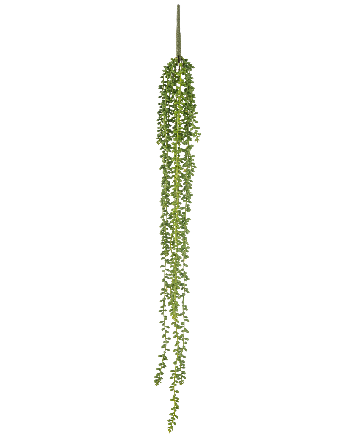 La plante artificielle suspendue Senecio 91 cm possède de longs brins sinueux avec de petites feuilles vertes rondes qui pendent verticalement sur un fond blanc uni.