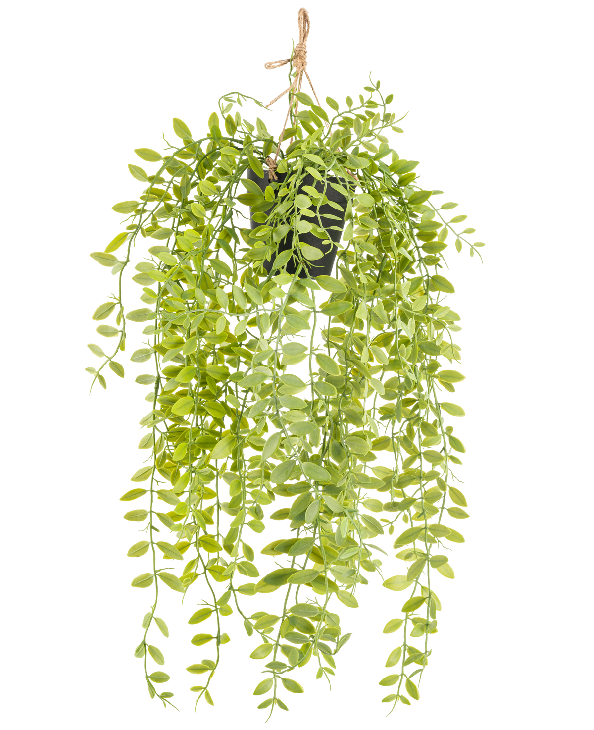 La plante artificielle suspendue Pumila en pot de 55 cm a de longues tiges pendantes avec de petites feuilles ovales vertes, dans un pot noir avec une corde sur fond blanc.