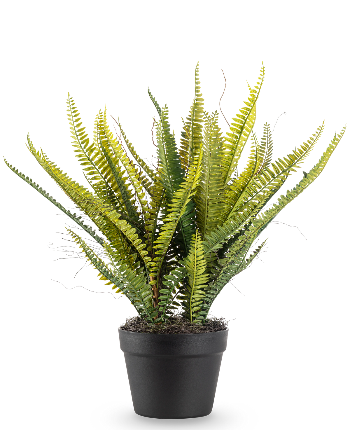 La plante artificielle Fougère de Boston 53 cm possède de longues feuilles vertes fines dans un pot noir, sur un fond uni blanc.